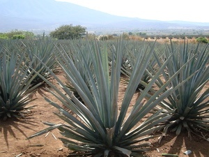 The Problem with Agave Syrup