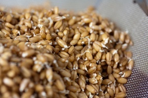How to Sprout Grains, Legumes or Nuts